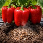 secretul-fructelor-grele-sau-cum-sa-faci-ardeii-sa-creasca.png