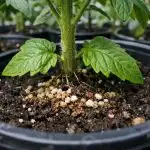 De ce răsadurile de roșii se îngălbenesc de jos și cum să salvați recolta într-o seară de-ce-rasadurile-de-rosii-se-ingalbenesc-de-jos-si.png