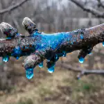 Tratamentul de primăvară al pomilor de măr cu sulfat de cupru vă va salva cultura de ciuperci tratamentul-de-primavara-al-pomilor-de-mar-cu-sulfat-de.png