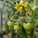 De ce roșiile înfloresc goale și cum să le faci să rodească în mai de-ce-rosiile-infloresc-goale-si-cum-sa-le-faci.png