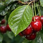 Această soluție ieftină vă va salva cireșul de afide într-o singură seară aceasta-solutie-ieftina-va-va-salva-ciresul-de-afide-intr-o.png