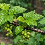 Afidele de pe coacăze vor dispărea până seara, fără nici o picătură de substanțe chimice afidele-de-pe-coacaze-vor-disparea-pana-seara-fara-nici.png