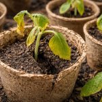 Capcana de turbă pentru castraveți vă distruge răsadurile chiar înainte de plantare capcana-de-turba-pentru-castraveti-va-distruge-rasadurile-chiar-inainte.png