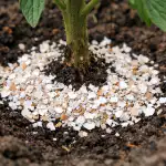 Cojile de ou vă vor salva roșiile de putregaiul de vârf și vor întări rădăcinile în primăvară cojile-de-ou-va-vor-salva-rosiile-de-putregaiul-de.png