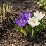 crocusii-refuza-sa-infloreasca-la-umbra-din-cauza-unei-greseli.png