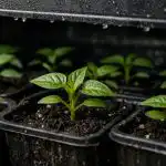 Cum să creșteți răsaduri de ardei gras în întuneric și de ce funcționează această metodă cum-sa-cresteti-rasaduri-de-ardei-gras-in-intuneric-si.png