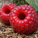 Cum să cultivi zmeură uriașă și să uiți pentru totdeauna de fructele cu viermi cum-sa-cultivi-zmeura-uriasa-si-sa-uiti-pentru-totdeauna.png