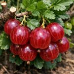 Cum să faci ca coacăzele să poarte fructe de padure de mărimea cireșelor cum-sa-faci-ca-coacazele-sa-poarte-fructe-de-padure.png