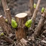 Cum să faci hortensiile să emită buchete uriașe de flori prin tăierea de primăvară cum-sa-faci-hortensiile-sa-emita-buchete-uriase-de-flori.png