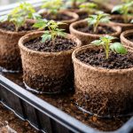 cum-sa-nu-ucideti-rasadurile-in-ghivece-de-turba-in.png