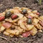 Cum să oprim gândacul de Colorado înainte de plantarea cartofilor cum-sa-oprim-gandacul-de-colorado-inainte-de-plantarea-cartofilor.png