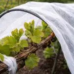 Cum să salvați cultura de struguri de înghețurile din primăvară cum-sa-salvati-cultura-de-struguri-de-ingheturile-din-primavara.png