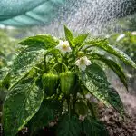 De ce ardeii își pierd ovarele în timpul căldurii și cum să salvezi recolta în cinci minute de-ce-ardeii-isi-pierd-ovarele-in-timpul-caldurii-si.png