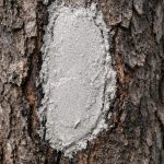de-ce-crapa-scoarta-si-cum-sa-salvezi-un-copac.png