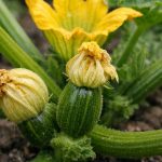 De ce dovleceii înfloresc goi și cum să îi faci să rodească de-ce-dovleceii-infloresc-goi-si-cum-sa-ii-faci.png