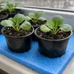 De ce germenii de varză mor pe un pervaz rece de-ce-germenii-de-varza-mor-pe-un-pervaz-rece.png