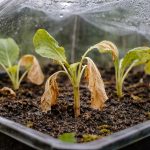 De ce germenii de varză mor sub acoperire, contrar așteptărilor de-ce-germenii-de-varza-mor-sub-acoperire-contrar-asteptarilor.png