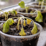 De ce germenii de varză se ofilesc pe pervazul ferestrei chiar și cu udare regulată de-ce-germenii-de-varza-se-ofilesc-pe-pervazul-ferestrei.png