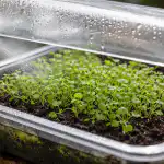 De ce răsadurile de lobelia se ofilesc peste noapte și cum să le evităm de-ce-rasadurile-de-lobelia-se-ofilesc-peste-noapte-si.png