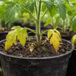 De ce răsadurile de roșii încep brusc să se îngălbenească de jos de-ce-rasadurile-de-rosii-incep-brusc-sa-se-ingalbeneasca.png