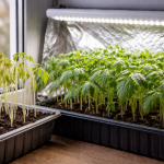 De ce răsadurile de roșii se întind și devin palide pe pervazul de primăvară de-ce-rasadurile-de-rosii-se-intind-si-devin-palide.png