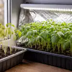 De ce răsadurile de roșii se întind și devin palide pe pervazul de primăvară de-ce-rasadurile-de-rosii-se-intind-si-devin-palide.png