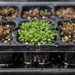 De ce răsadurile fragede de lobelia se ofilesc în casete imediat după răsărire de-ce-rasadurile-fragede-de-lobelia-se-ofilesc-in-casete.png