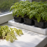 De ce roșiile de pe pervaz își pierd culoarea și devin aproape transparente de-ce-rosiile-de-pe-pervaz-isi-pierd-culoarea-si.png