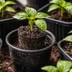 de-ce-se-ofilesc-rasadurile-de-ardei-dupa-recoltare-si.png