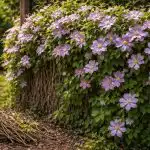 De ce tăierea de primăvară a clematisului transformă o tufă fragilă într-un zid de flori de-ce-taierea-de-primavara-a-clematisului-transforma-o-tufa.png