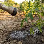 De ce udarea unei grădini de legume în timpul zilei ucide culturile și când plantelor le este cu adevărat sete de-ce-udarea-unei-gradini-de-legume-in-timpul-zilei.png