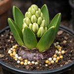 De ce zambilele produc doar frunze și ignoră înflorirea de-ce-zambilele-produc-doar-frunze-si-ignora-inflorirea.png