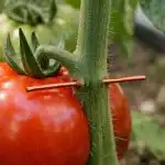 Firul de cupru vă va transforma roșiile într-o fortăreață indestructibilă împotriva Phytophthora firul-de-cupru-va-va-transforma-rosiile-intr-o-fortareata-indestructibila.png