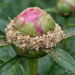 Furnicile vor lăsa bujorii în pace după un remediu de un penny furnicile-vor-lasa-bujorii-in-pace-dupa-un-remediu-de.png