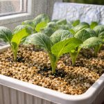 Germenii de varză nu se vor mai usca chiar și pe un pervaz însorit germenii-de-varza-nu-se-vor-mai-usca-chiar-si.png