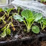 Germenii tăi de varză mor sub capotă fără o gură de aer. germenii-tai-de-varza-mor-sub-capota-fara-o-gura.png