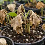 Greșeala fertilizării cu potasiu care transformă răsadurile de castraveți în ierbarii greseala-fertilizarii-cu-potasiu-care-transforma-rasadurile-de-castraveti-in.png