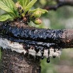 Gudronul vă va salva prunul de infestarea cu afide pentru totdeauna gudronul-va-va-salva-prunul-de-infestarea-cu-afide-pentru.png