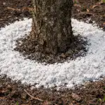 H1 Prunul vă va mulțumi cu o recoltă fără precedent: De ce făina de dolomită în primăvară este cel mai bun cadou pentru copac h1-prunul-va-va-multumi-cu-o-recolta-fara-precedent.png