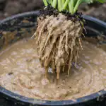 H1 Secretul pentru o recoltă timpurie de varză fără precedent: un truc simplu pentru rădăcini h1-secretul-pentru-o-recolta-timpurie-de-varza-fara-precedent.png