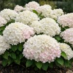 hortensia-se-va-transforma-intr-un-nor-luxuriant-de-flori-dupa.png