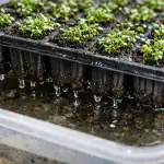 Insidiositatea volumului mic de sol insidiositatea-volumului-mic-de-sol.png