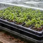 Moartea răsadurilor de lobelia în casete poate fi oprită cu un truc simplu moartea-rasadurilor-de-lobelia-in-casete-poate-fi-oprita-cu.png