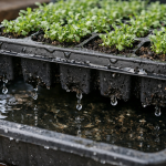 Moartea răsadurilor de lobelia în casete poate fi oprită într-o seară moartea-rasadurilor-de-lobelia-in-casete-poate-fi-oprita-intr-o.png