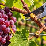 modul-in-care-taierea-strugurilor-primavara-transforma-vita-de-vie.png