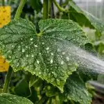 Musca albă va uita drumul spre seră după un simplu remediu farmaceutic musca-alba-va-uita-drumul-spre-sera-dupa-un-simplu.png