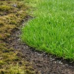 muschiul-de-gazon-va-disparea-pentru-totdeauna-dupa-un-tratament.png