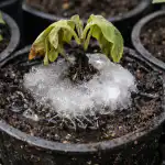 O capcană de gheață insidioasă distruge răsadurile de vinete atunci când sunt udate o-capcana-de-gheata-insidioasa-distruge-rasadurile-de-vinete-atunci.png