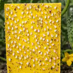 O capcană de un penny va alunga definitiv musca albă de pe castraveții dumneavoastră o-capcana-de-un-penny-va-alunga-definitiv-musca-alba.png