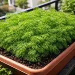 O mare de verde într-o oală obișnuită sau cum să faci mărarul să crească pe un balcon cu perie o-mare-de-verde-intr-o-oala-obisnuita-sau-cum-sa.png